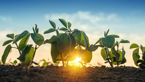 Primo piano di raccolti all'inizio della crescita nel campo col sole sullo sfondo.